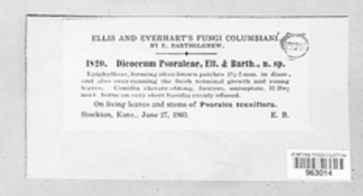 Fusicladium psoraleae image